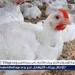بورصة الدواجن.. أسعار الفراخ البيضاء اليوم السبت 28-6-2025 في قنا - هرم مصر
