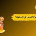 أفضل أنواع العسل في السعودية.. كيف تختار النوع المناسب لك؟ - هرم مصر