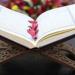 من الفطرة إلى الفلاتر..الزينة بين النعمة والفتنة في القرآن #الزينة #القرآن #الجمال #الفتنة #القيم #الإيمان #زاد_السلف #الدنيا - هرم مصر