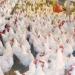 أسعار الدواجن والبيض في مصر اليوم الثلاثاء - هرم مصر