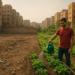 المساحات المهجورة في مصر.. كيف تتحول إلى ثروة زراعية؟ - هرم مصر