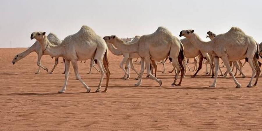 مهرجان الإبل في الطائف يسجل رقمًا قياسيًّا وصفقات مليونية - هرم مصر