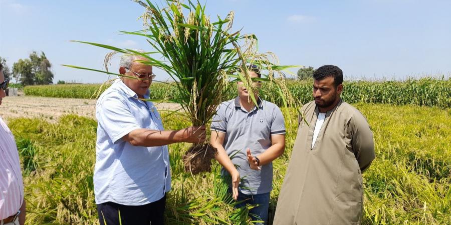 أرز يتم زراعته تحت ظروف الجفاف والملوحة.. «فيتو» تحاور مبتكر "أرز عرابي".. الدكتور سعيد سليمان يكشف التفاصيل لأول مرة - هرم مصر