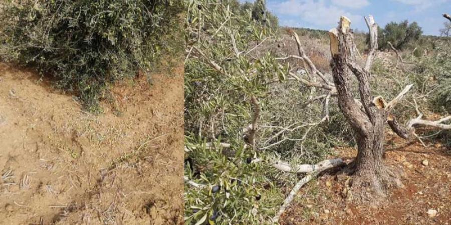 أيام قبل انطلاق موسم الجني...فلاحو أوتيك يطالبون بحماية صابة الزيتون من السرقة