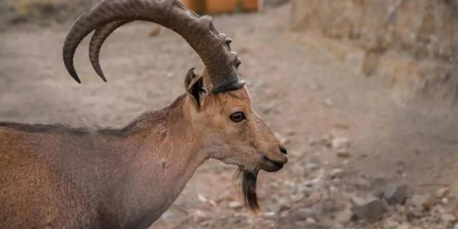 الوعول الجبلية بالمنتزه الوطني ببلجرشي تلفت الأنظار لدى زوارها