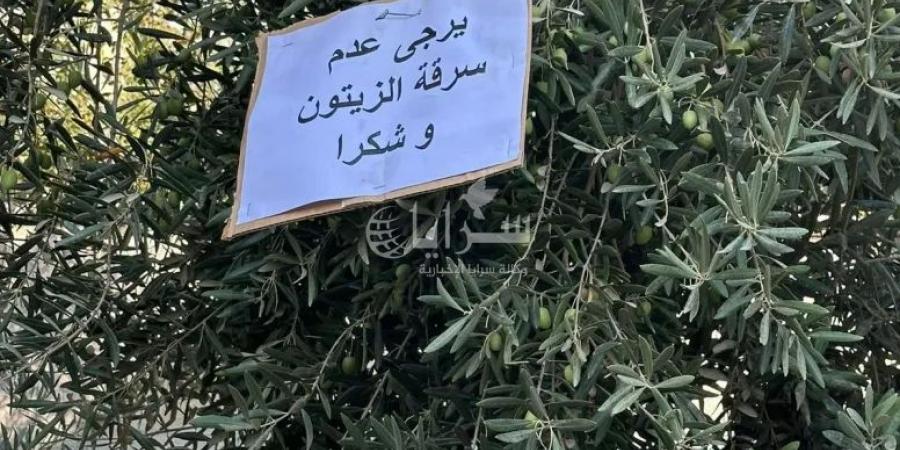 "لصوص الزيتون" ينغصون فرحة مزارعين بخيرات الموسم في إربد