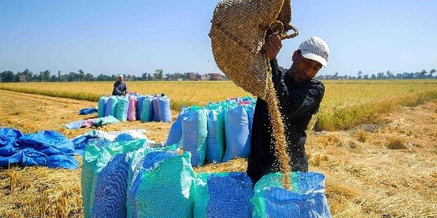 محافظ الغربية: الدولة تولي ملف القمح أهمية قصوى - هرم مصر
