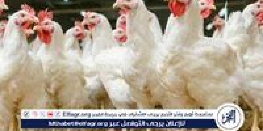 بورصة الدواجن.. أسعار الفراخ البيضاء اليوم الاربعاء 28-5-2025 في قنا - هرم مصر
