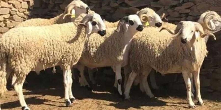 عقوبات مالية لـ ذبح الأضاحي في الشوارع.. تصل لـ 10 آلاف جنيه.. فيديو - هرم مصر
