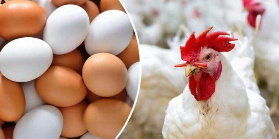 أسعار الدواجن والبيض اليوم الأربعاء 28 مايو - هرم مصر