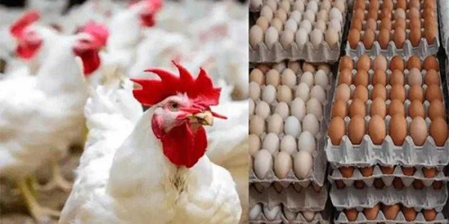 أسعار الدواجن والبيض في الأسواق اليوم الجمعة - هرم مصر