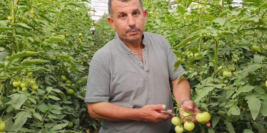 كيف عوّضت الأرض فلسطينيا بعد فقدان عمله خلال الحرب؟ - هرم مصر
