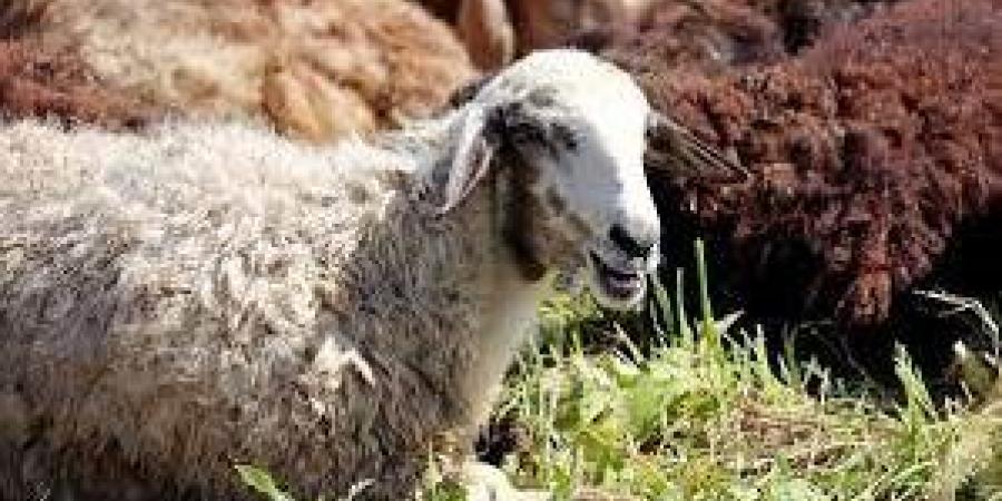 فضل الأضحية.. تغفر الذنوب وتجلب البركة للمسلم - هرم مصر