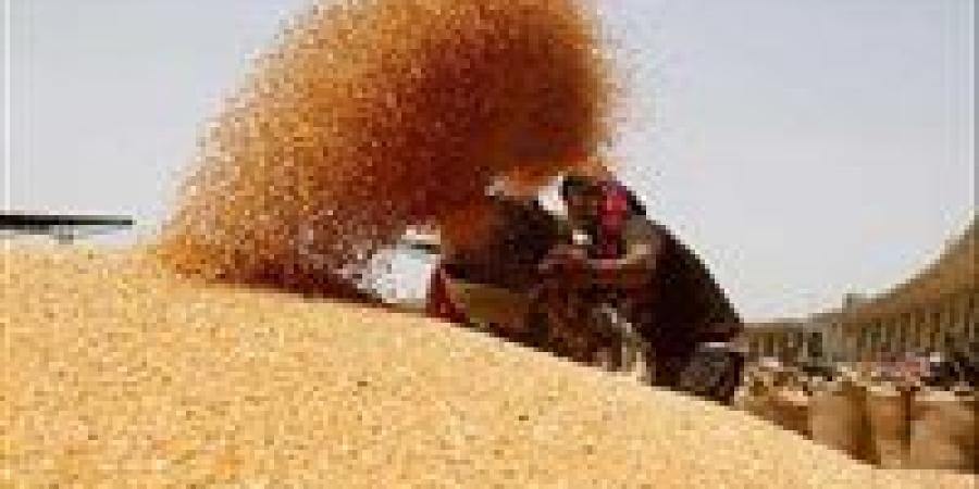 توريد القمح بالإسماعيلية يتجاوز المستهدف.. والتموين: التدخل الفوري لحل أي معوقات - هرم مصر