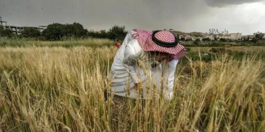 حصاد 3 أصناف مطورة من القمح المحلي - هرم مصر