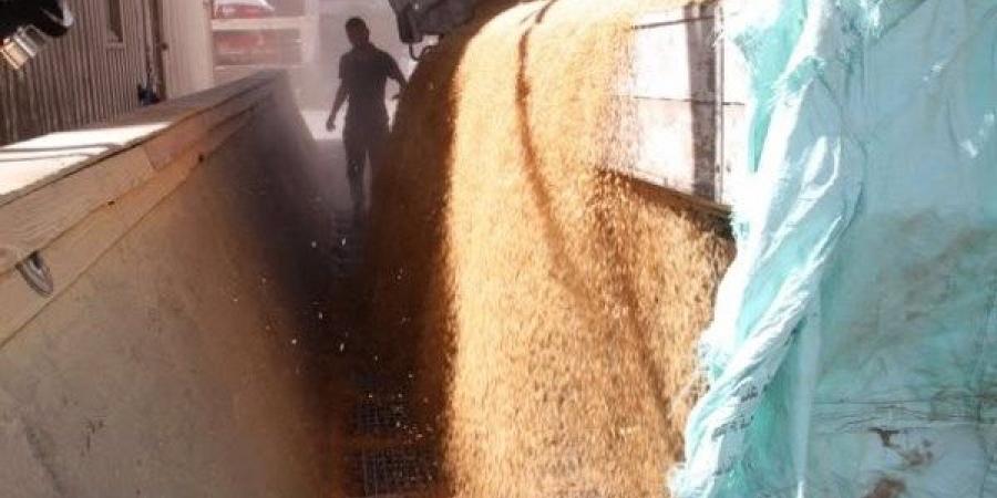 محافظ أسوان يتابع توريد كميات القمح بإجمالي 440 ألف طن بنسبة 90% - هرم مصر