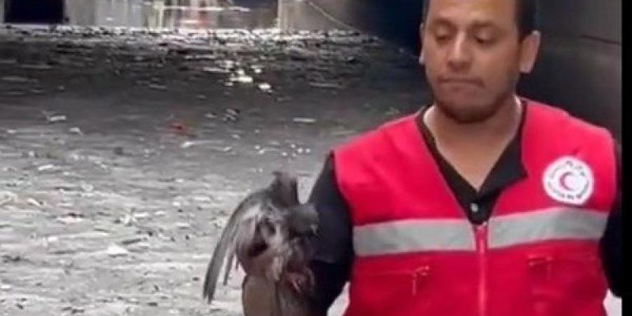 السيدة انتصار السيسي تشيد بالهلال الأحمر المصري لجهوده الإنسانية خلال عاصفة الإسكندرية - هرم مصر