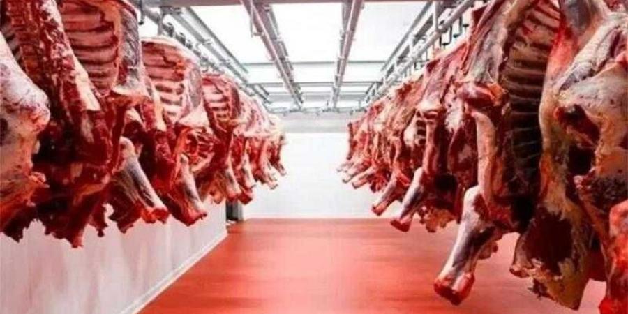 أسعار اللحوم الحمراء اليوم الإثنين - هرم مصر