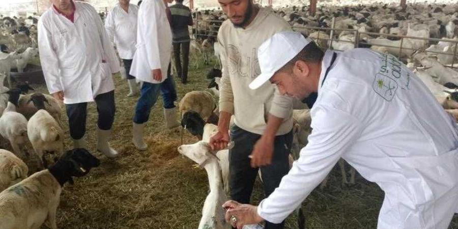 وزير الزراعة يتابع أعمال البعثة البيطرية المصرية للإشراف على الهدي والأضاحي بالمملكة العربية السعودية - هرم مصر