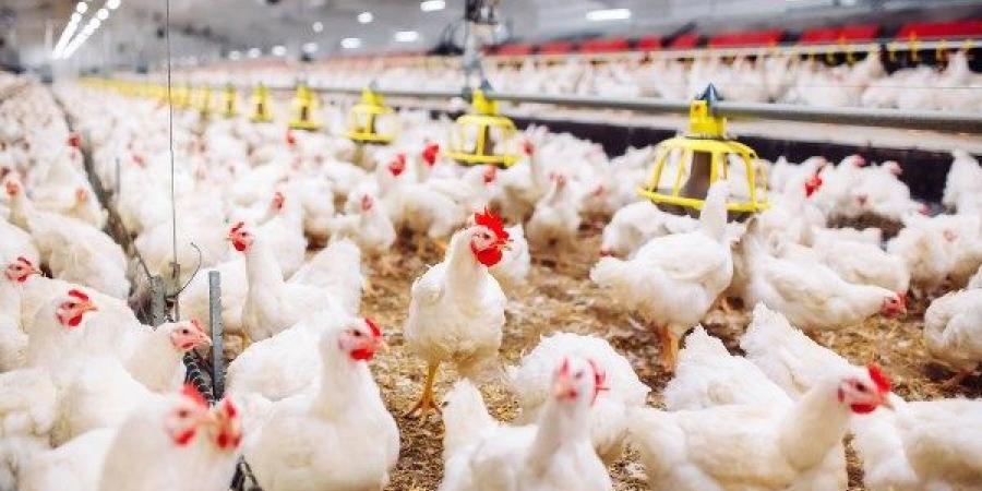 الحمام بـ 170 جنيها والفراخ البيضاء 95.. أسعار الدواجن في الأسواق قبل عيد الأضحى - هرم مصر