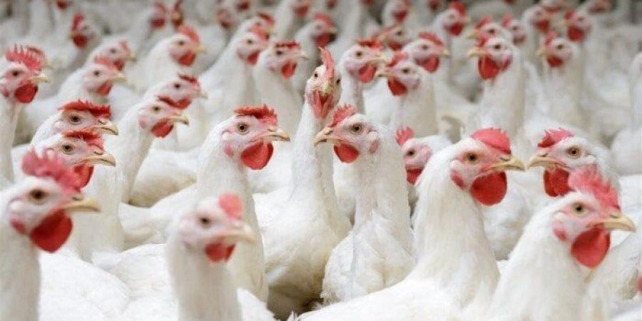 الفراخ بكام؟.. أسعار الدواجن والبيض اليوم الاثنين 2 يونيو 2025 - هرم مصر