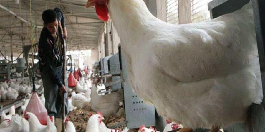 أسعار الدواجن اليوم الاثنين 2-6-2025 - هرم مصر