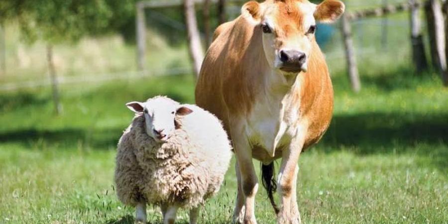 ما هو الأفضل في الأُضحيَّة #دين وحياة #دار الإفتاء - هرم مصر