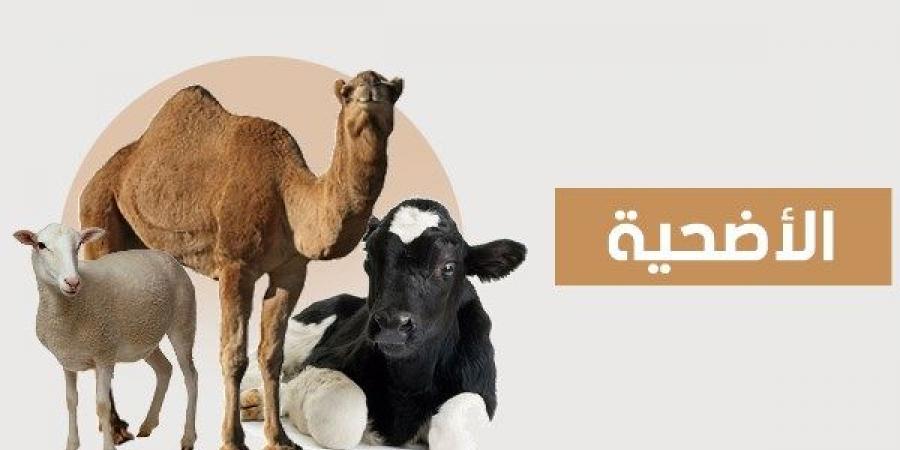 ما هو الأفضل في الأضحية من أنواع الأنعام؟.. الإفتاء تجيب - هرم مصر