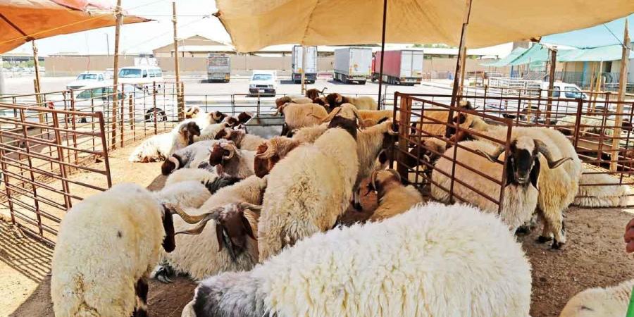 «التجارة» تنفذ جولات ميدانية في أسواق المواشي.. استعداداً لعيد الأضحى - هرم مصر