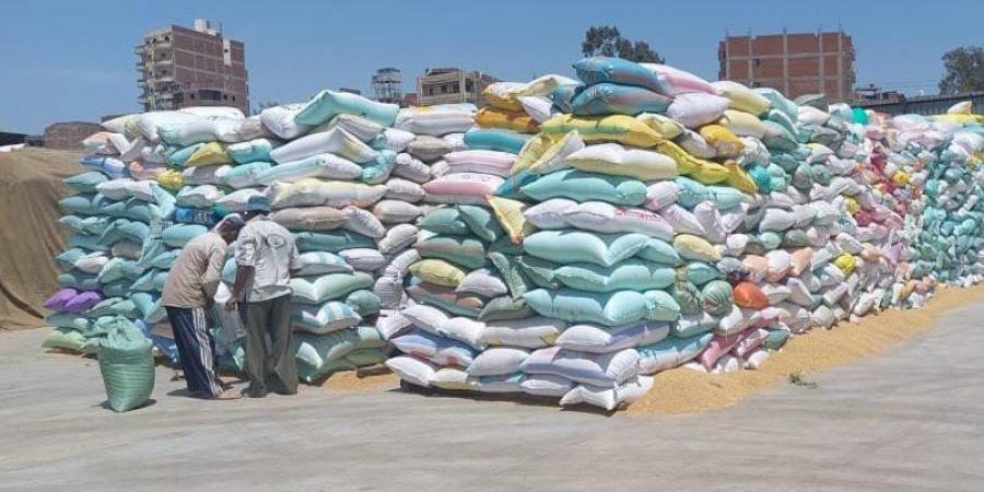 الزراعة: توريد 4 ملايين طن قمح حتى الآن.. ونتوقع الوصول إلى 9.5 مليون طن - هرم مصر