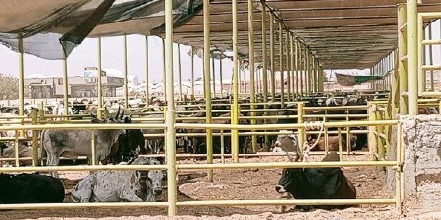 البيئة تتفقد المجزر وشوادر الأضاحي في الغردقة استعدادًا لعيد الأضحى - هرم مصر