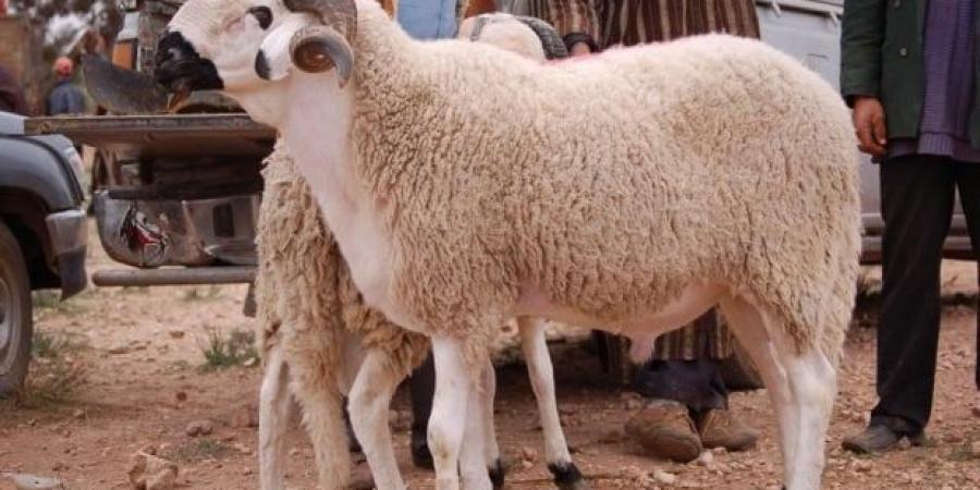 ما حكم شراء الأضحية بالوزن وهي حية؟.. الإفتاء توضح - هرم مصر