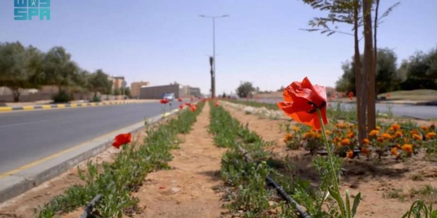 المناطق تتزين بـ152 مليون أشجار وزهور - هرم مصر