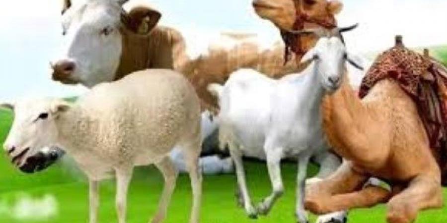 هل يجوز تقديم قيمة الأضحية نقدا للفقراء والمساكين؟.. الإفتاء تجيب - هرم مصر
