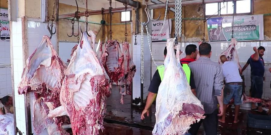 إقبال كبير على المجـ.ازر الحكومية في أول أيام العيد بكفر الشيخ.. صور - هرم مصر