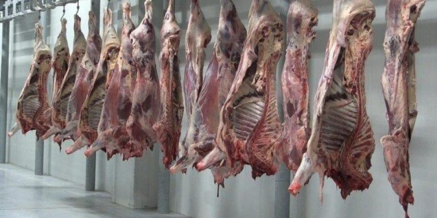 محافظ البحر الأحمر يشدد على ذبح الأضاحي بالمجازر: بيئة نظيفة وصحة عامة في العيد - هرم مصر