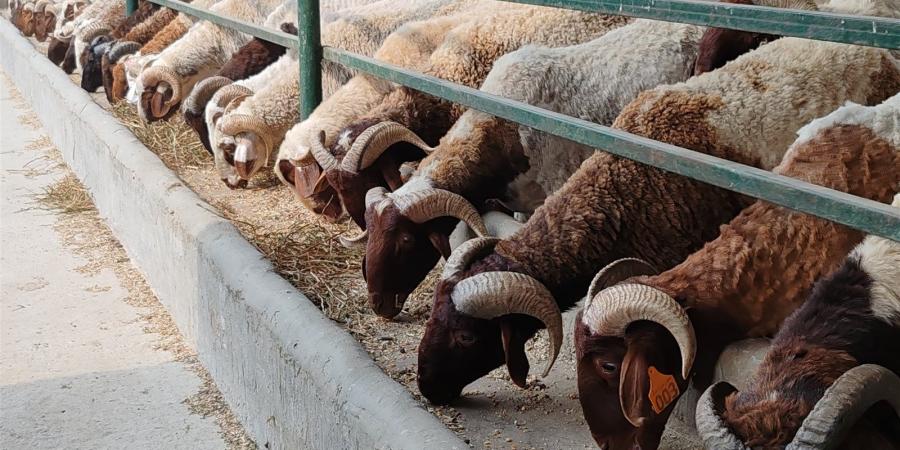 عضو التحالف الوطني: نستهدف أكثر من مليوني أسرة تستفيد من لحوم الأضاحي خلال العيد - هرم مصر