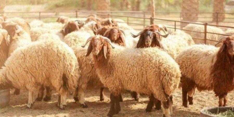 ما هو آخر موعد لذبح الأضحية؟.. الإفتاء تُجيب - هرم مصر