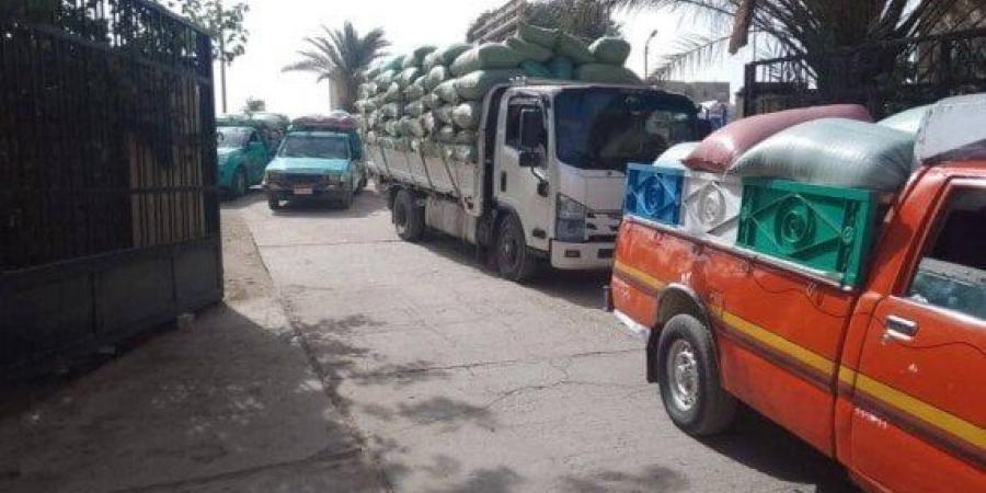 بعد توقف العيد: المنيا تستأنف توريد القمح وتتجاوز النصف مليون طن - هرم مصر