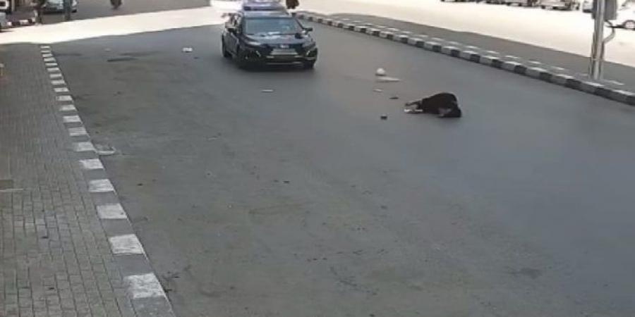 سيارة ملاكي تُطيح بفتاة بطنطا والأمن يكثف جهوده لضبط قائدها - هرم مصر