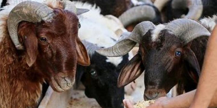 الأضحى الذكى: كيف تجعل الأجهزة المنزلية العيد أكثر سهولة؟ - هرم مصر