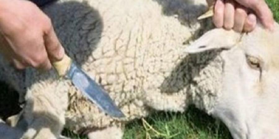 هذا الفعل يجوز لك الآن بعد نحر الأضحية! - هرم مصر