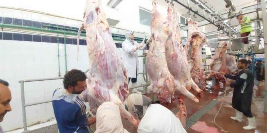 انتظام العمل بمجازر البحر الأحمر فى ثانى أيام عيد الأضحى المبارك - هرم مصر