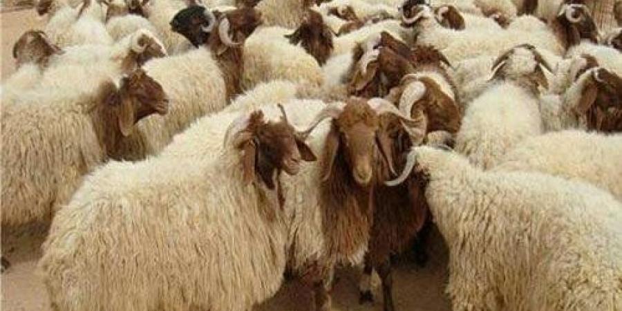محافظ القاهرة: المجازر الحكومية تعمل على مدار 24 ساعة طوال العيد - هرم مصر