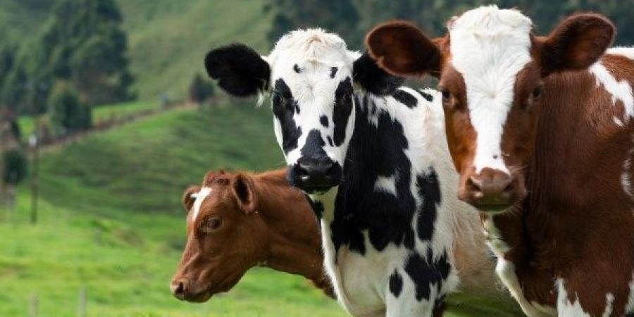 كيفية تقسيم وتوزيع لحم الأضحية على الأقارب والفقراء - هرم مصر