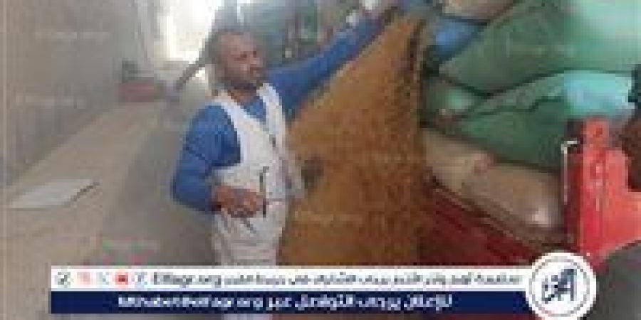 انتظام توريد القمح في رابع أيام العيد واستلام 177 ألف طن منذ بدء الموسم حتى اليوم بأسيوط - هرم مصر