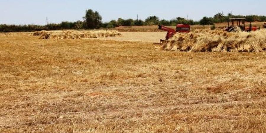 محافظ أسوان : توريد القمح بنسبة تخطت103.7 % من المستهدف - هرم مصر