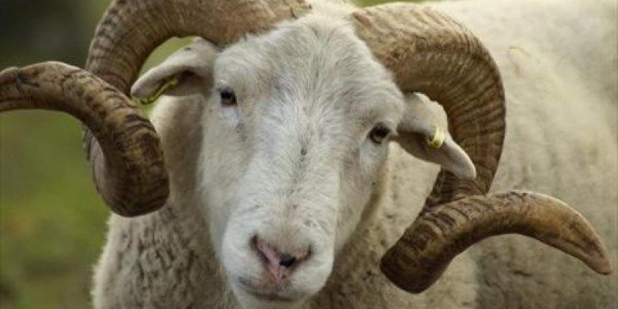 ما أخر موعد يجوز فيه نحر الأضحية؟.. الإفتاء تجيب - هرم مصر