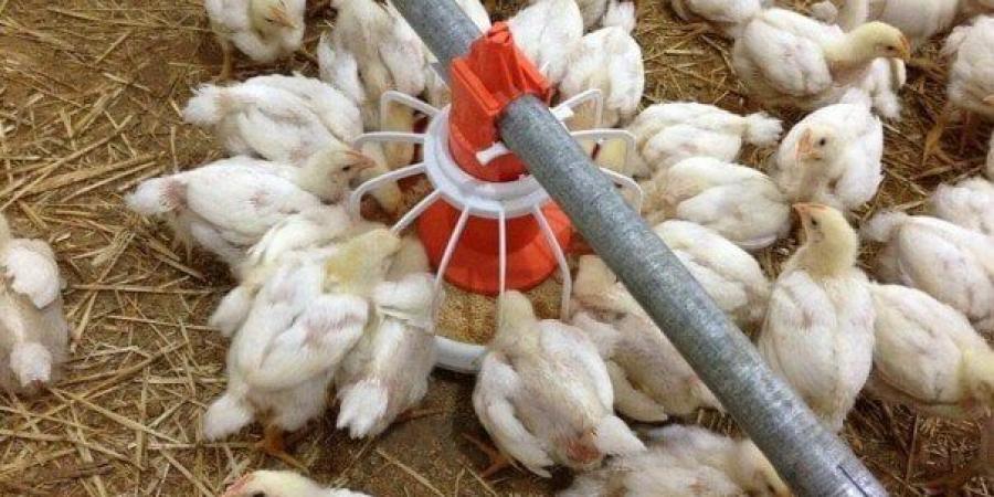منتجي الدواجن: جميع الدواجن المطروحة بالأسواق آمنة وصحية - هرم مصر