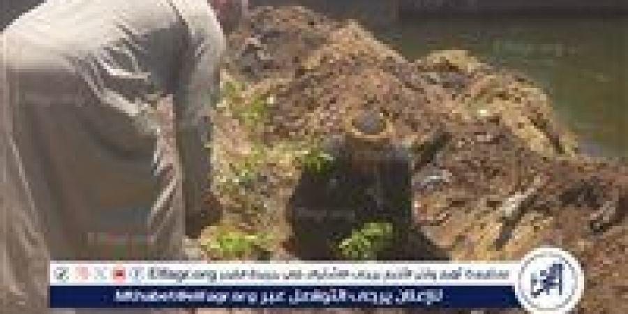 "اتحضر للأخضر" تنطلق من بهجورة بغرس 100 شجرة لمواجهة تجمعات القمامة وتحسين البيئة في نجع حمادي - هرم مصر